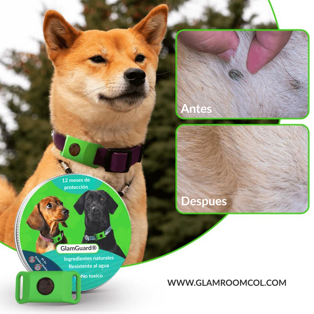 GlamGuard - 12 meses libre de pulgas y garrapatas