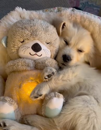 GlamBuddy – El Compañero de Sueños para Tu Mejor Amigo
